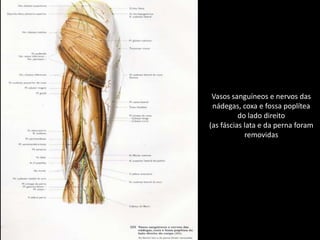 Vasos sanguíneos e nervos dasnádegas, coxa e fossa poplíteado lado direito(as fáscias lata e da perna foramremovidas