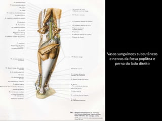 Vasos sanguíneos subcutâneose nervos da fossa poplítea eperna do lado direito