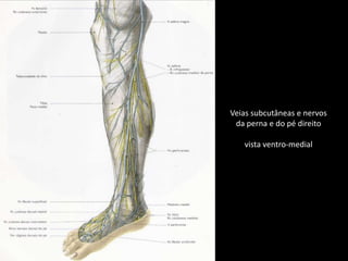 Veias subcutâneas e nervosda perna e do pé direitovista ventro-medial