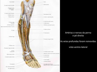 Artérias e nervos da pernae pé direitoAs veias profundas foram removidasvista ventro-lateral