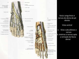 Vasos sanguíneos enervos do dorso do pédireitoVista ventralVeias subcutâneas e      nervosb. Artérias e nervos após   a remoção da fáscia   dorsal