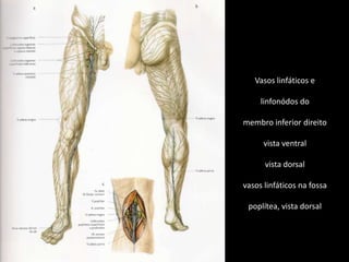 Vasos linfáticos elinfonódos domembro inferior direitovista ventralvista dorsalvasos linfáticos na fossapoplítea, vista dorsal