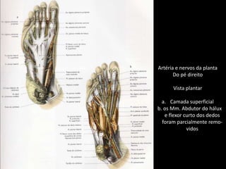 Artéria e nervos da plantaDo pé direitoVista plantarCamada superficial   b. os Mm. Abdutor do hálux       e flexor curto dos dedos      foram parcialmente remo-vidos