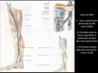 Veias do MIDVeias superficiais eprofundas do MIvista medialb. Conexão entre asveias superficiais eprofundas atravésdas veias perfurantesc. Principais localiza-ções das veias perfu-rantes no MI