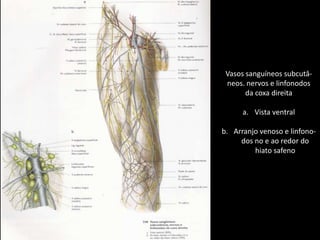 Vasos sanguíneos subcutâ-neos. nervos e linfonodosda coxa direitaVista ventralArranjo venoso e linfono-      dos no e ao redor do      hiato safeno