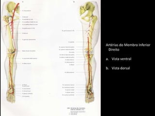 Artérias do Membro Inferior  DireitoVista ventralVista dorsal
