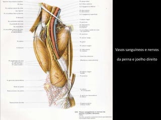 Vasos sanguíneos e nervosda perna e joelho direito