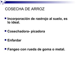COSECHA DE ARROZ
 Incorporación de rastrojo al suelo, es
lo ideal.
 Cosechadora- picadora
 Enfardar
 Fangeo con rueda de goma o metal.
 