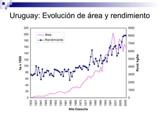 Uruguay: Evolución de área y rendimiento
0
20
40
60
80
100
120
140
160
180
200
220
1933
1937
1941
1945
1949
1953
1957
1961
1965
1969
1973
1977
1981
1985
1989
1993
1997
2001
2005
2009
Año Cosecha
hax1000
0
1000
2000
3000
4000
5000
6000
7000
8000
9000
Rend.kg/ha
Área
Rendimiento
 