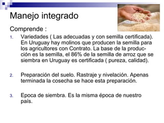 Manejo integrado
Comprende :
1. Variedades ( Las adecuadas y con semilla certificada).
En Uruguay hay molinos que producen la semilla para
los agricultores con Contrato. La base de la produc-
ción es la semilla, el 86% de la semilla de arroz que se
siembra en Uruguay es certificada ( pureza, calidad).
2. Preparación del suelo. Rastraje y nivelación. Apenas
terminada la cosecha se hace esta preparación.
3. Epoca de siembra. Es la misma época de nuestro
país.
 