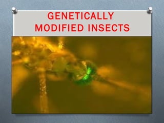 Genetic Improvements to the Sterile Insect Technique for Agricultural & Public health Pests