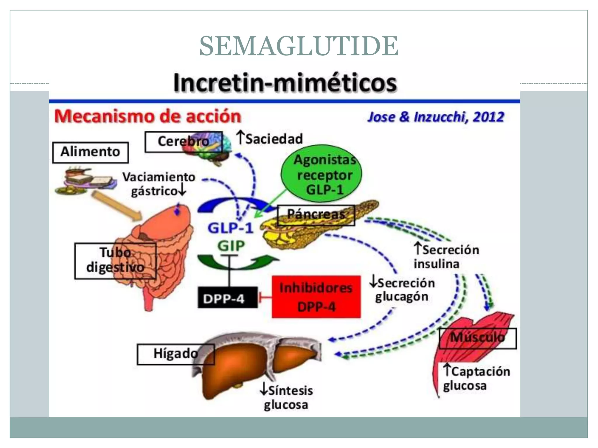 semaglutide mecanismo de accion Sitagliptina vs semaglutide