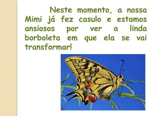 Neste momento, a nossa
Mimi já fez casulo e estamos
ansiosos por ver a linda
borboleta em que ela se vai
transformar!
 