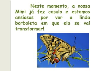 Neste momento, a nossa
Mimi já fez casulo e estamos
ansiosos por ver a linda
borboleta em que ela se vai
transformar!
 