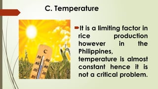 C. Temperature
It is a limiting factor in
rice production
however in the
Philippines,
temperature is almost
constant hence it is
not a critical problem.
 