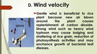 D. Wind velocity
Gentle wind is beneficial to rice
plant because new air blown
around the plant causes
replenishment of carbon dioxide.
Strong wind such as heavy wind
typhoon may cause lodging and
shattering of rice grain, reduction of
photosynthesis activities and may
enchance growth of bacterial leaf
dieases.
 