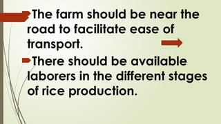 The farm should be near the
road to facilitate ease of
transport.
There should be available
laborers in the different stages
of rice production.
 