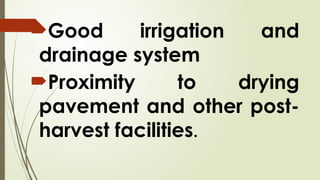 Good irrigation and
drainage system
Proximity to drying
pavement and other post-
harvest facilities.
 