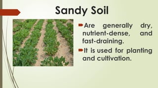 Sandy Soil
Are generally dry,
nutrient-dense, and
fast-draining.
It is used for planting
and cultivation.
 