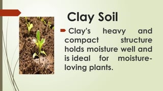 Clay Soil
 Clay's heavy and
compact structure
holds moisture well and
is ideal for moisture-
loving plants.
 