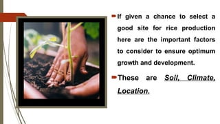 If given a chance to select a
good site for rice production
here are the important factors
to consider to ensure optimum
growth and development.
These are Soil, Climate,
Location.
 