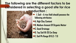 The following are the different factors to be
considered in selecting a good site for rice
production :
 1. Soil – A rice field should possess the
following attributes:
A. High Clay Content
B. Medium Amount Of Organic Matter
C. Good Drainage
D. Top Soil 18-20 Cm Deep
E. Soil Ph Range Of 6.2- 7.0
 