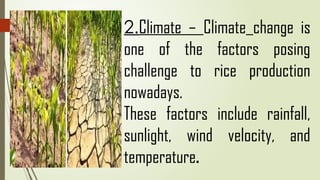 2.Climate – Climate change is
one of the factors posing
challenge to rice production
nowadays.
These factors include rainfall,
sunlight, wind velocity, and
temperature.
 