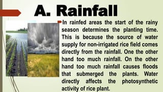 A. Rainfall
In rainfed areas the start of the rainy
season determines the planting time.
This is because the source of water
supply for non-irrigated rice field comes
directly from the rainfall. One the other
hand too much rainfall. On the other
hand too much rainfall causes floods
that submerged the plants. Water
directly affects the photosynthetic
activity of rice plant.
 