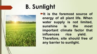 B. Sunlight
It is the foremost source of
energy of all plant life. When
water supply is not limited,
sunshine is the most
important climate factor that
influences rice yield.
Therefore, site should free of
any barrier to sunlight.
 