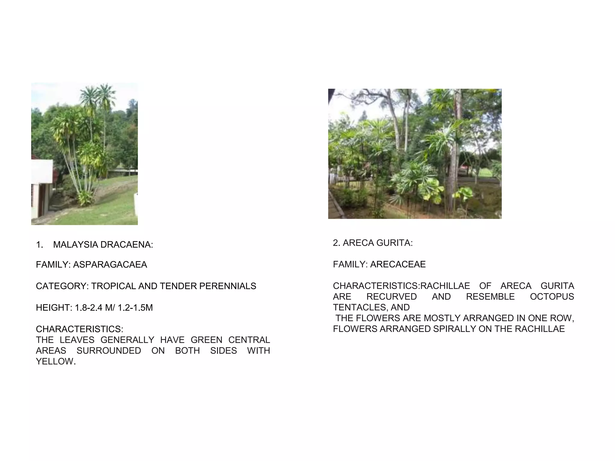 1. MALAYSIA DRACAENA:
FAMILY: ASPARAGACAEA
CATEGORY: TROPICAL AND TENDER PERENNIALS
HEIGHT: 1.8-2.4 M/ 1.2-1.5M
CHARACTERISTICS:
THE LEAVES GENERALLY HAVE GREEN CENTRAL
AREAS SURROUNDED ON BOTH SIDES WITH
YELLOW.
2. ARECA GURITA:
FAMILY: ARECACEAE
CHARACTERISTICS:RACHILLAE OF ARECA GURITA
ARE RECURVED AND RESEMBLE OCTOPUS
TENTACLES, AND
THE FLOWERS ARE MOSTLY ARRANGED IN ONE ROW,
FLOWERS ARRANGED SPIRALLY ON THE RACHILLAE
 