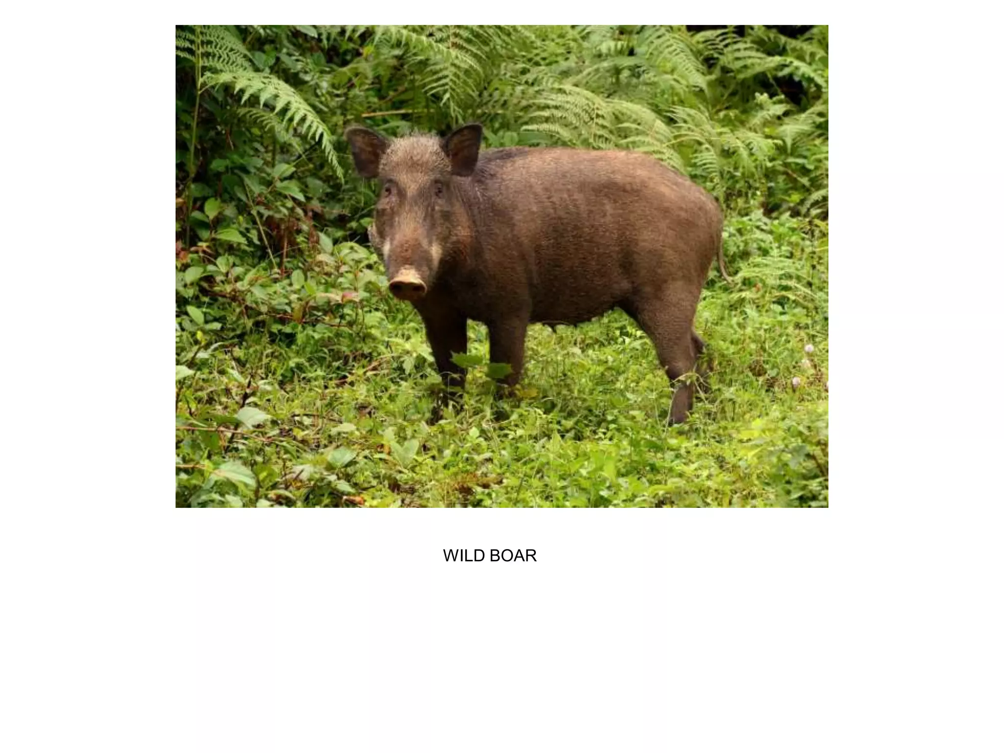 WILD BOAR
 