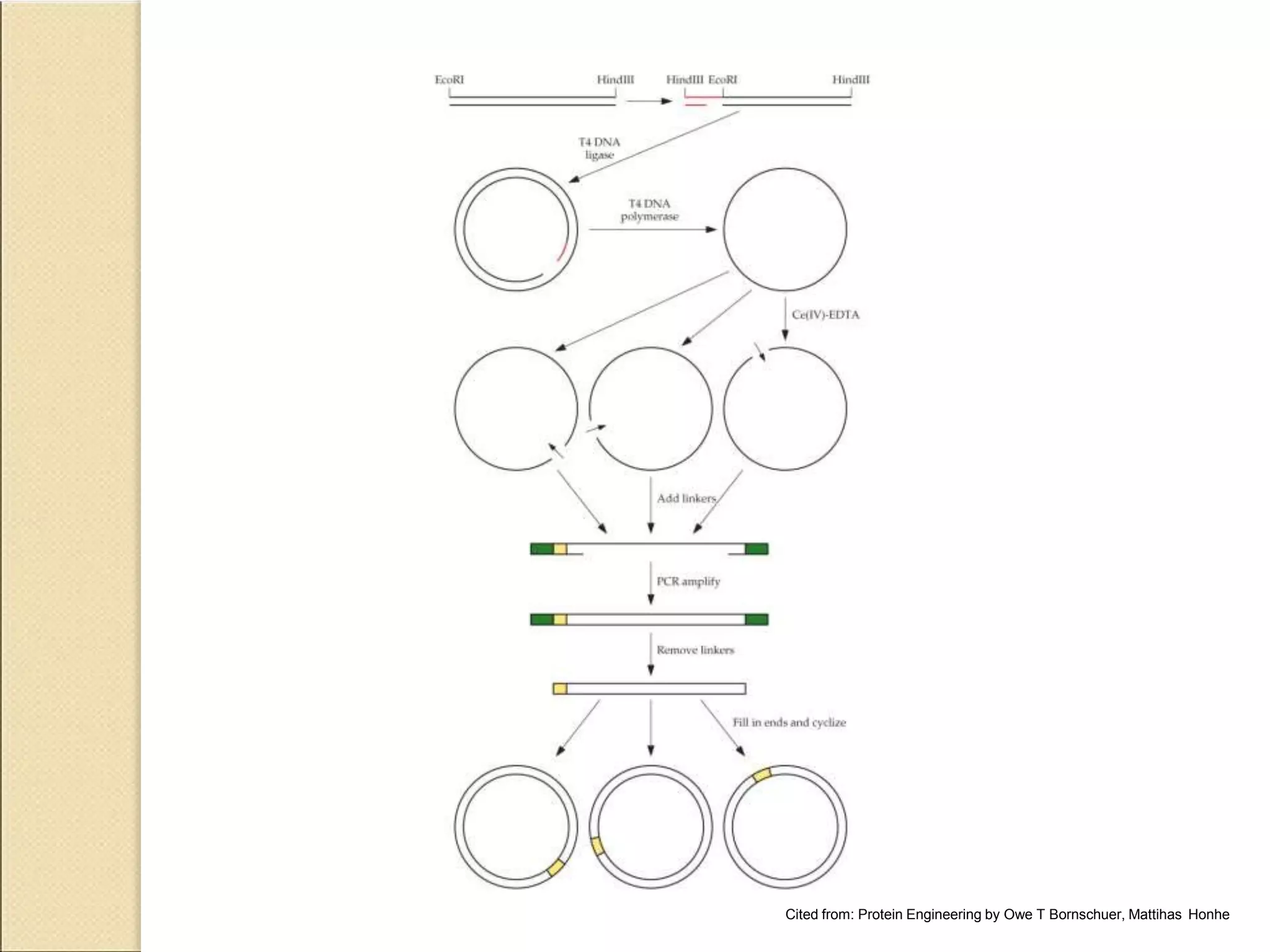 Cited from: Protein Engineering by Owe T Bornschuer, Mattihas Honhe
 