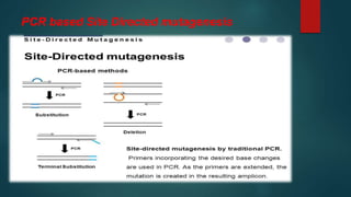 PCR based Site Directed mutagenesis
 