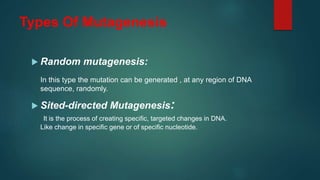 Types Of Mutagenesis
 Random mutagenesis:
In this type the mutation can be generated , at any region of DNA
sequence, randomly.
 Sited-directed Mutagenesis:
It is the process of creating specific, targeted changes in DNA.
Like change in specific gene or of specific nucleotide.
 