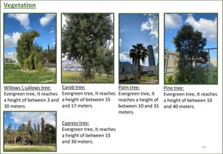 abdali site analysis.pptx