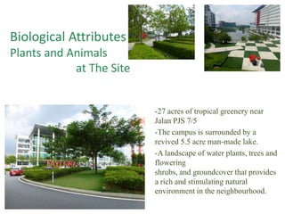 Biological Attributes
Plants and Animals
at The Site
-27 acres of tropical greenery near
Jalan PJS 7/5
-The campus is surrounded by a
revived 5.5 acre man-made lake.
-A landscape of water plants, trees and
flowering
shrubs, and groundcover that provides
a rich and stimulating natural
environment in the neighbourhood.
 