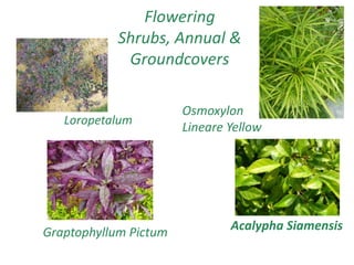 Flowering
Shrubs, Annual &
Groundcovers
Loropetalum
Graptophyllum Pictum
Osmoxylon
Lineare Yellow
Acalypha Siamensis
 