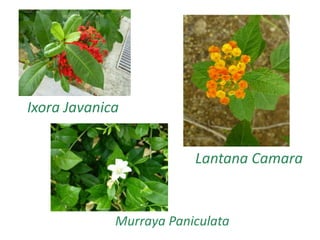 Murraya Paniculata
Ixora Javanica
Lantana Camara
 