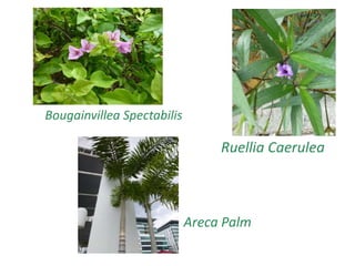 Bougainvillea Spectabilis
Ruellia Caerulea
Areca Palm
 