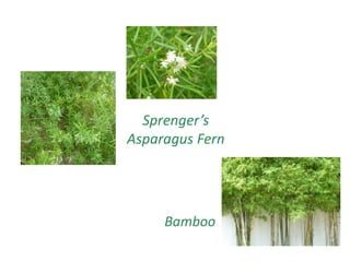 Sprenger’s
Asparagus Fern
Bamboo
 