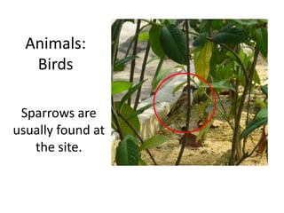 Sparrows are
usually found at
the site.
Animals:
Birds
 