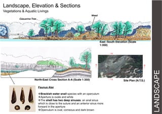 Landscape, Elevation & Sections
Vegetations & Aquatic Livings
Weed
Casuarina Tree

East -South Elevation (Scale
1:350)
A

B

Faunus Ater
Brackish water snail species with an operculum
Aperture is ovate and white
The shell has two deep sinuses: an anal sinus
which is close to the suture and an anterior sinus more
forward in the aperture
Operculum is oval, corneous and dark brown

A

Site Plan (N.T.S.)

LANDSCAPE

North-East Cross Section A-A (Scale 1:350)

B

 