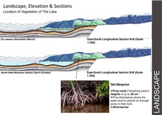 Landscape, Elevation & Sections
Location of Vegetation of The Lake

East-South Longitudinal Section B-B (Scale
1:350)

South-West Monsoon season (April~October)

East-South Longitudinal Section B-B (Scale
1:350)
Red Mangrove
Prop roots ("breathing tubes")
heights of up to 30 cm
Prop themselves above the
water level to absorb air through
pores in their bark .
Wind barrier

LANDSCAPE

Dry season (November~March)

 