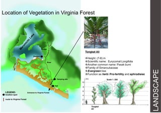 Location of Vegetation in Virginia Forest

Bridge

Pavilion

Height: (7-8) m
Scientific name: Eurycomal Longifolia
Another common name: Pasak bumi
Family of Simaroubaceae
Evergreen tree
Function as herb: Pro-fertility and aphrodisiac

River

(m)

Camping site

Scale 1: 200

10
Hall

LEGEND:

Entrance to Virginia Forest

8
6

location spot

4

route to Virginia Forest

2
0
Tongkat
Ali

LANDSCAPE

Tongkat Ali

 