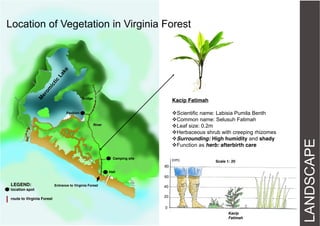 Location of Vegetation in Virginia Forest

Bridge

Scientific name: Labisia Pumila Benth
Common name: Selusuh Fatimah
Leaf size: 0.2m
Herbaceous shrub with creeping rhizomes
Surrounding: High humidity and shady
Function as herb: afterbirth care

Pavilion
River

Camping site

(cm)

Scale 1: 20

80
Hall

60

LEGEND:
location spot
route to Virginia Forest

Entrance to Virginia Forest

40
20
0
Kacip
Fatimah

LANDSCAPE

Kacip Fatimah

 