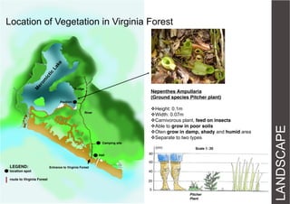 Location of Vegetation in Virginia Forest

Bridge

Nepenthes Ampullaria
(Ground species Pitcher plant)
Height: 0.1m
Width: 0.07m
Carnivorous plant, feed on insects
Able to grow in poor soils
Oten grow in damp, shady and humid area
Separate to two types

River

Camping site

(cm)
Hall

Scale 1: 20

80
60

LEGEND:

Entrance to Virginia Forest

location spot

40

route to Virginia Forest

20
0
Pitcher
Plant

LANDSCAPE

Pavilion

 