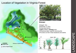 Location of Vegetation in Virginia Forest

Bridge

Height: 10m
Diameter: 0.125m
Long waxy leaves
Soil condition: swampy area
Poisonous latex: used for stunning fish
Function as herb: Ease headache and rashes

Pavilion
River

(m)

Camping site

Scale 1: 200

10
Hall

LEGEND:

Entrance to Virginia Forest

8
6

location spot

4

route to Virginia Forest

2
0
Bintangor

LANDSCAPE

Bintangor

 