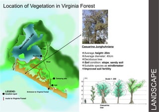 Location of Vegetation in Virginia Forest

Bridge

Average height: 20m
Average diameter: 40cm
Deciduous tree
Soil condition: slope, sandy soil
Suitable species as windbreaker
Improved soil fertility

Pavilion
River

(m)

Camping site

Scale 1: 200

10
Hall

LEGEND:

Entrance to Virginia Forest

8
6

location spot

4

route to Virginia Forest

2
0
Casuarina
tree

LANDSCAPE

Casuarina Junghuhniana

 