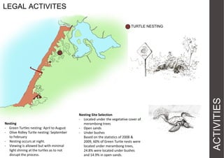 LEGAL ACTIVITES

Nesting
- Green Turtles nesting: April to August
- Olive Ridley Turtle nesting: September
to February
- Nesting occurs at night.
- Viewing is allowed but with minimal
light shining at the turtles as to not
disrupt the process.

Nesting Site Selection
- Located under the vegetative cover of
merambong trees
- Open sands
- Under bushes
Based on the statistics of 2008 &
2009, 60% of Green Turtle nests were
located under merambong trees,
24.8% were located under bushes
and 14.9% in open sands.

ACTIVITIES

TURTLE NESTING

 