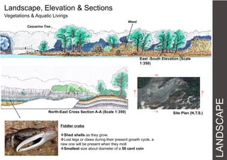 LANDSCAPE
Landscape, Elevation & Sections
Vegetations & Aquatic Livings
Casuarina Tree
Weed
East -South Elevation (Scale
1:350)
A
A
B B
Site Plan (N.T.S.)North-East Cross Section A-A (Scale 1:350)
Fiddler crabs
Shed shells as they grow.
Lost legs or claws during their present growth cycle, a
new one will be present when they molt
Smallest size about diameter of a 50 cent coin
 